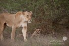 Lioness and Cubs 1