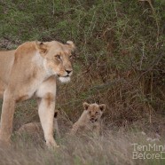 Lioness and Cubs 1