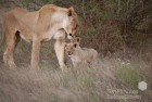 Lioness and Cubs 2