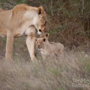 Lioness and Cubs 2