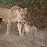 Lioness and Cubs 3