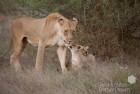 Lioness and Cubs 4