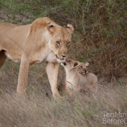 Lioness and Cubs 4