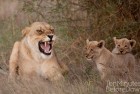 Lioness and Cubs 5