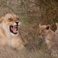 Lioness and Cubs 5