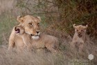 Lioness and Cubs 6