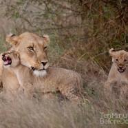 Lioness and Cubs 6