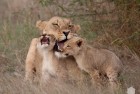 Lioness and Cubs 7
