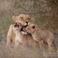 Lioness and Cubs 7