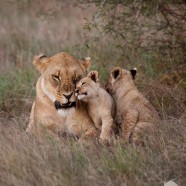 Lioness and Cubs 8