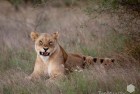Lioness and Cubs 9