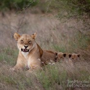 Lioness and Cubs 9