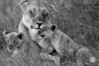 Lioness and Cubs B&W