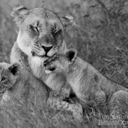 Lioness and Cubs B&W