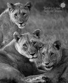 Lioness and Teenagers B&W