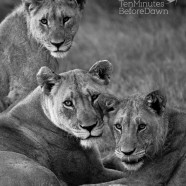 Lioness and Teenagers B&W
