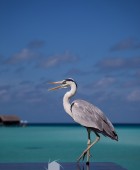 Maldives Heron 1