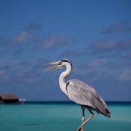 Maldives Heron 1