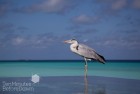 Maldives Heron