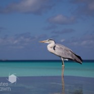 Maldives Heron