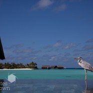Maldives Heron view