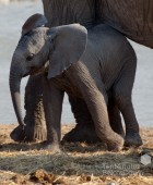 Namibia Baby Elephant 2