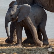 Namibia Baby Elephant 2