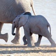 Namibia Baby Elephant