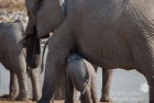 Namibia Baby Elephant 3
