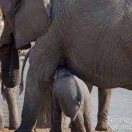 Namibia Baby Elephant 3