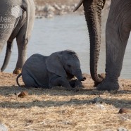 Namibia Baby Elephant 4
