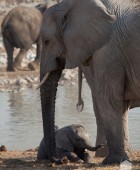 Namibia Baby Elephant 5