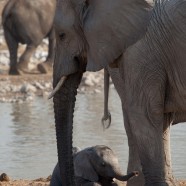 Namibia Baby Elephant 5