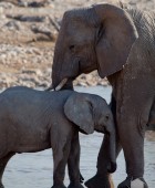 Namibia Baby Elephant 6