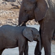 Namibia Baby Elephant 6