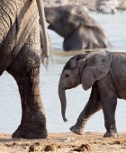 Namibia Baby Elephant 7