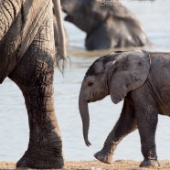 Namibia Baby Elephant 7