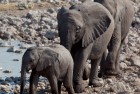 Namibia Baby Elephant Leading