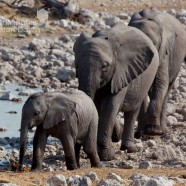 Namibia Baby Elephant Leading