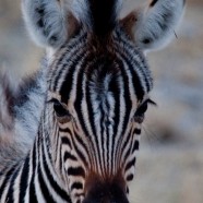 Namibia Baby Zebra