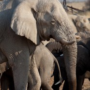Namibia Elephant Bull