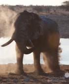 Namibia Elephant Dust Bath