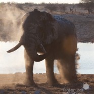 Namibia Elephant Dust Bath