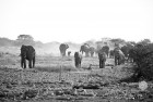 Namibia Elephant Group B&W
