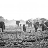 Namibia Elephant Group B&W
