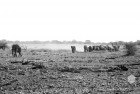Namibia Elephant Group B&W 2