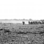 Namibia Elephant Group B&W 2