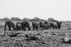 Namibia Elephant Group B&W 3