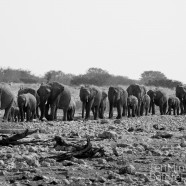 Namibia Elephant Group B&W 3