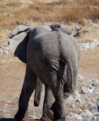 Namibia Elephant Legs Crossed